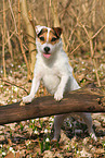 Jack Russell Terrier