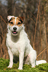 sitting Jack Russell Terrier