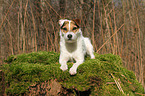 lying Jack Russell Terrier