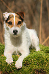 lying Jack Russell Terrier