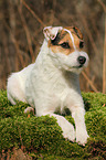 lying Jack Russell Terrier