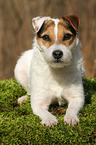 lying Jack Russell Terrier