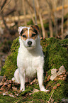 sitting Jack Russell Terrier