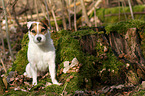 sitting Jack Russell Terrier