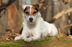 lying Jack Russell Terrier