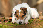 lying Jack Russell Terrier