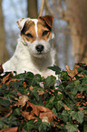 lying Jack Russell Terrier