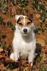 sitting Jack Russell Terrier