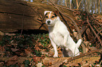 Jack Russell Terrier