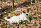 lying Jack Russell Terrier