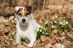 lying Jack Russell Terrier