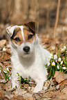 lying Jack Russell Terrier