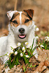 lying Jack Russell Terrier