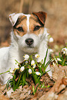 lying Jack Russell Terrier