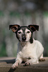 lying Jack Russell Terrier