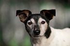 Jack Russell Terrier portait