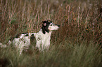 standing Jack Russell Terrier