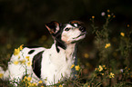 standing Jack Russell Terrier