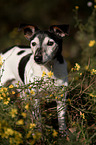 standing Jack Russell Terrier