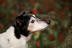 Jack Russell Terrier portait