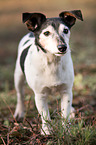 standing Jack Russell Terrier