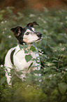 standing Jack Russell Terrier