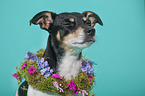 Jack Russell Terrier Portrait