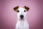 Jack Russell Terrier portrait