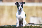 sitting Jack Russell Terrier