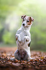 sitting Jack Russell Terrier