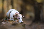 lying Jack Russell Terrier