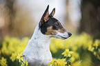 Jack Russell Terrier portrait