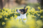 Jack Russell Terrier portrait