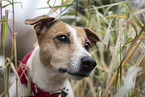 Jack Russell Terrier portrait