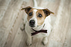 sitting Jack Russell Terrier