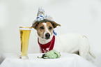 Jack Russell Terrier with beer glas