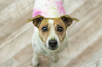 standing Jack Russell Terrier