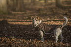 standing Jack Russell Terrier