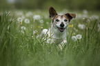 Jack Russell Terrier