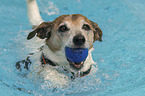 swimming Jack Russell Terrier