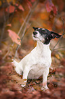 sitting Jack Russell Terrier