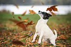 standing Jack Russell Terrier