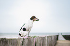 sitting Jack Russell Terrier