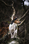 standing Jack Russell Terrier