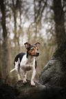 standing Jack Russell Terrier