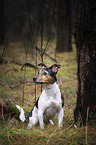 sitting Jack Russell Terrier