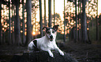 lying Jack Russell Terrier