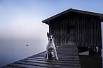 sitting Jack Russell Terrier