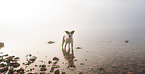 standing Jack Russell Terrier