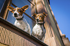 Jack Russell Terrier at the window